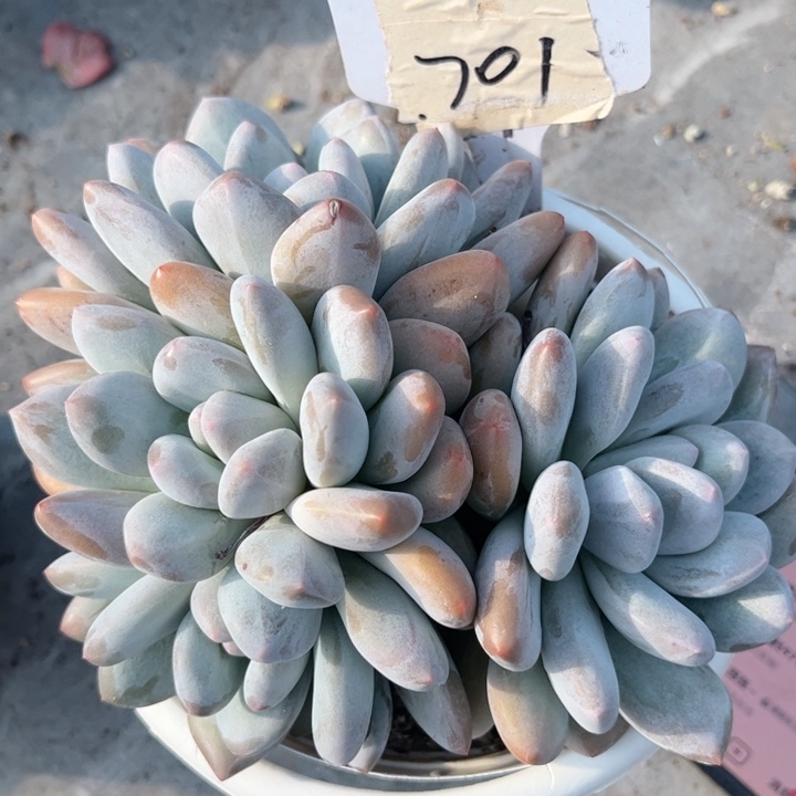 岁***好000000000000701香水