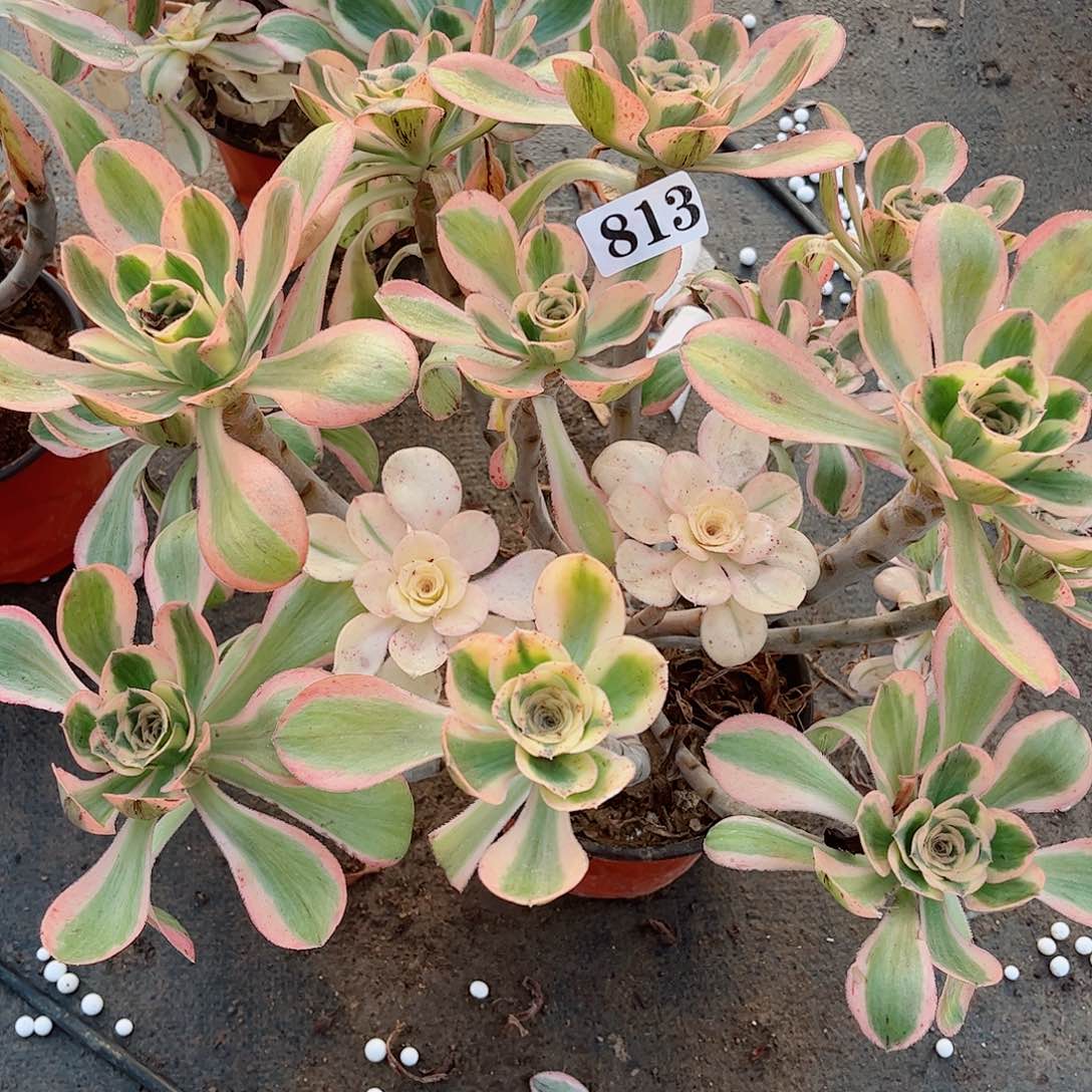 无花朵就*那多肉植物燕姿锦813