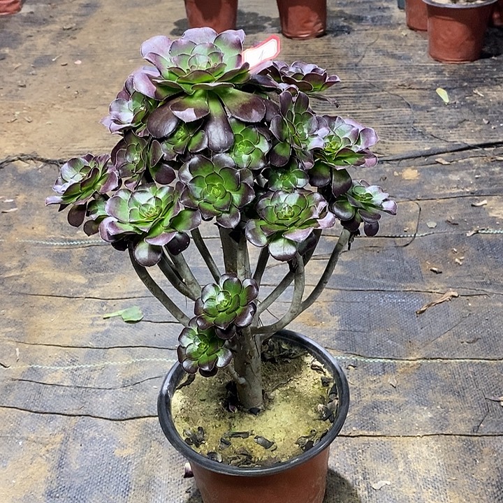 4，黑圆叶1346778999900