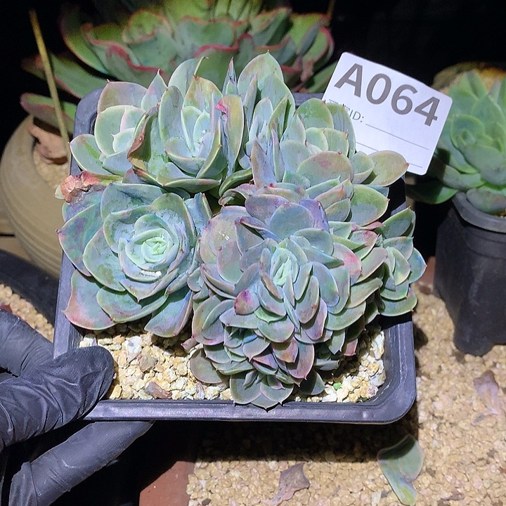 璐璐多肉一物一拍