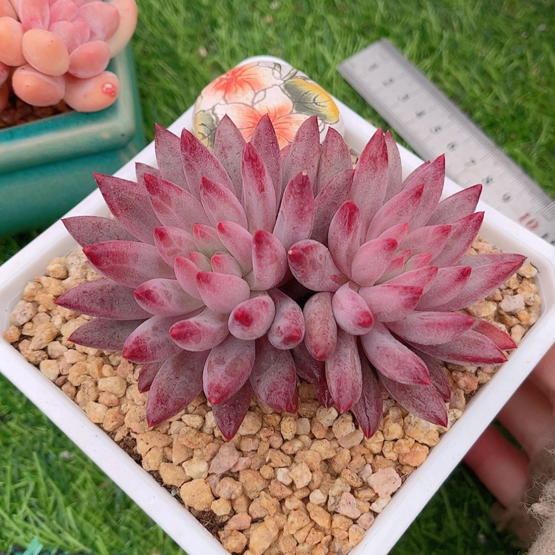 正版虞美人精品多肉