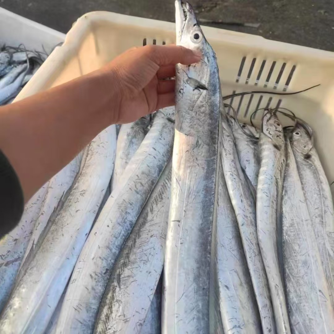 新鲜速冻海带鱼可蒸可煮顺丰冷链发货