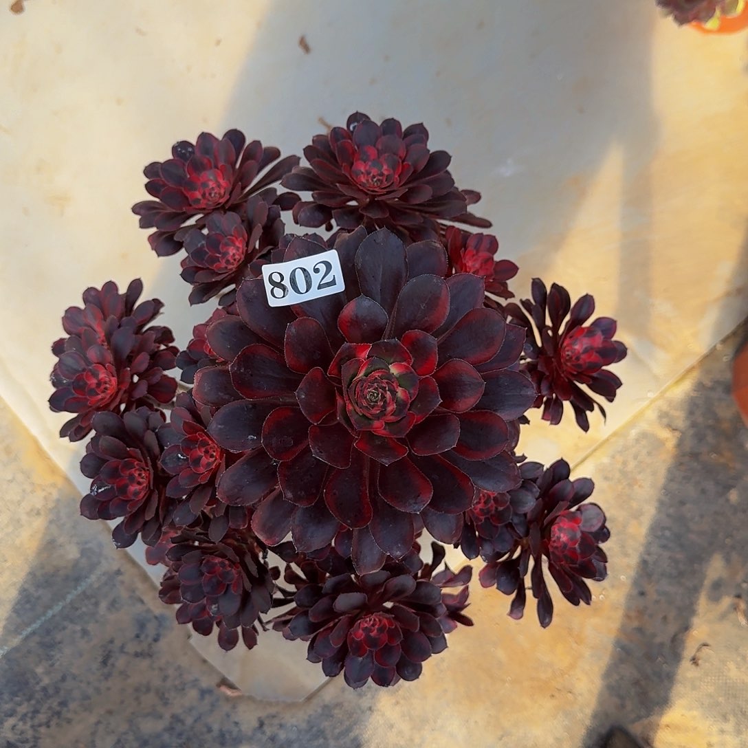 000802丽娜多肉植物