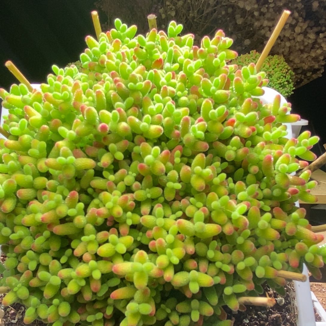 蜜桔糖球枝干番杏A724