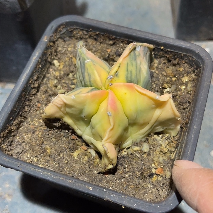 满38包邮2天凑单，脱土晾根发货多肉植物