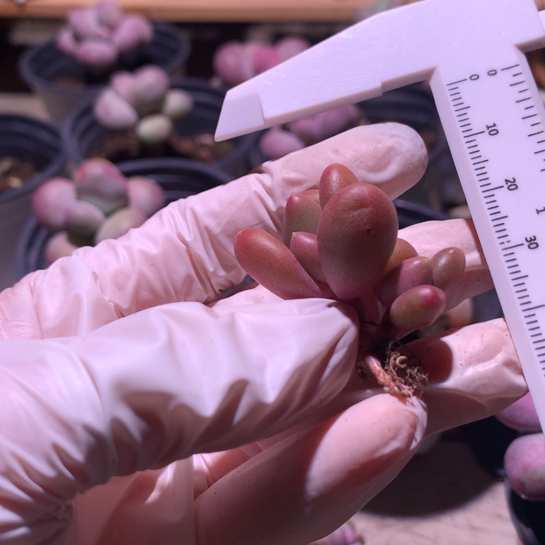 芒果奶酪多肉芒果奶