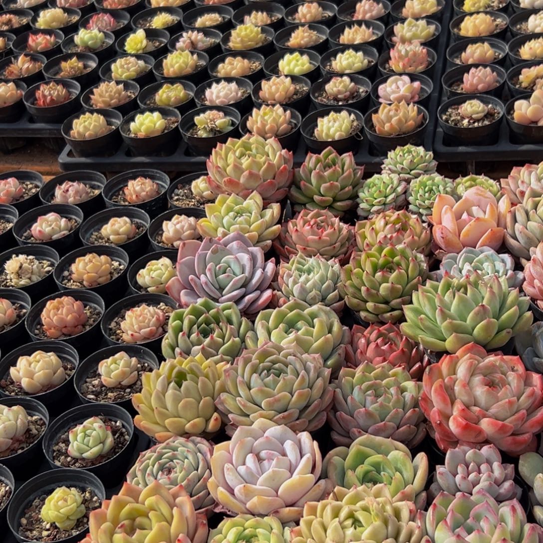 美***6911多肉葡萄的味道真的