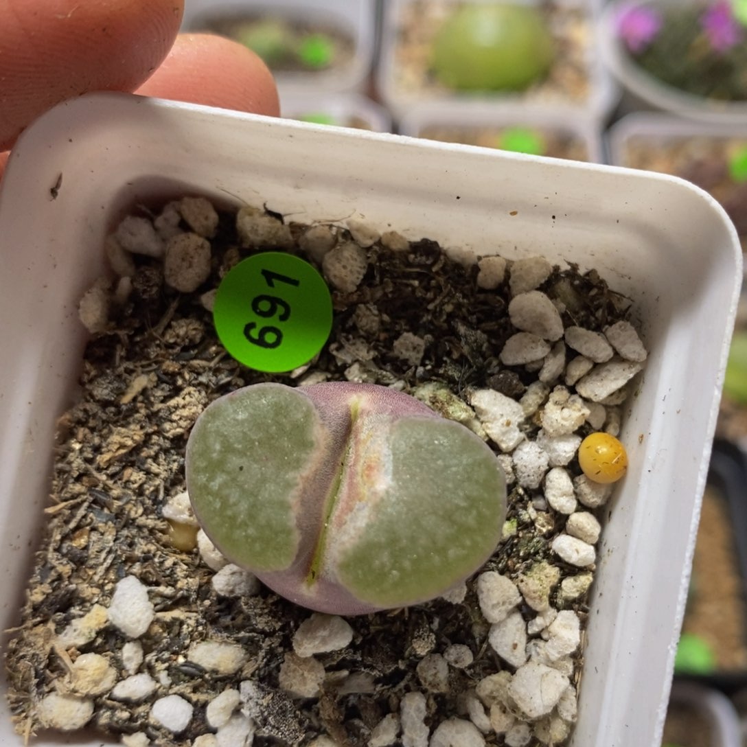 巨无霸磁铁多肉植物691