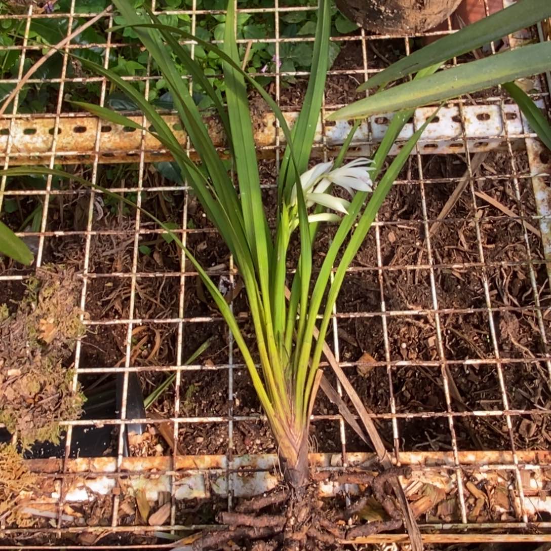 完全开放棕根大雪兰红舌