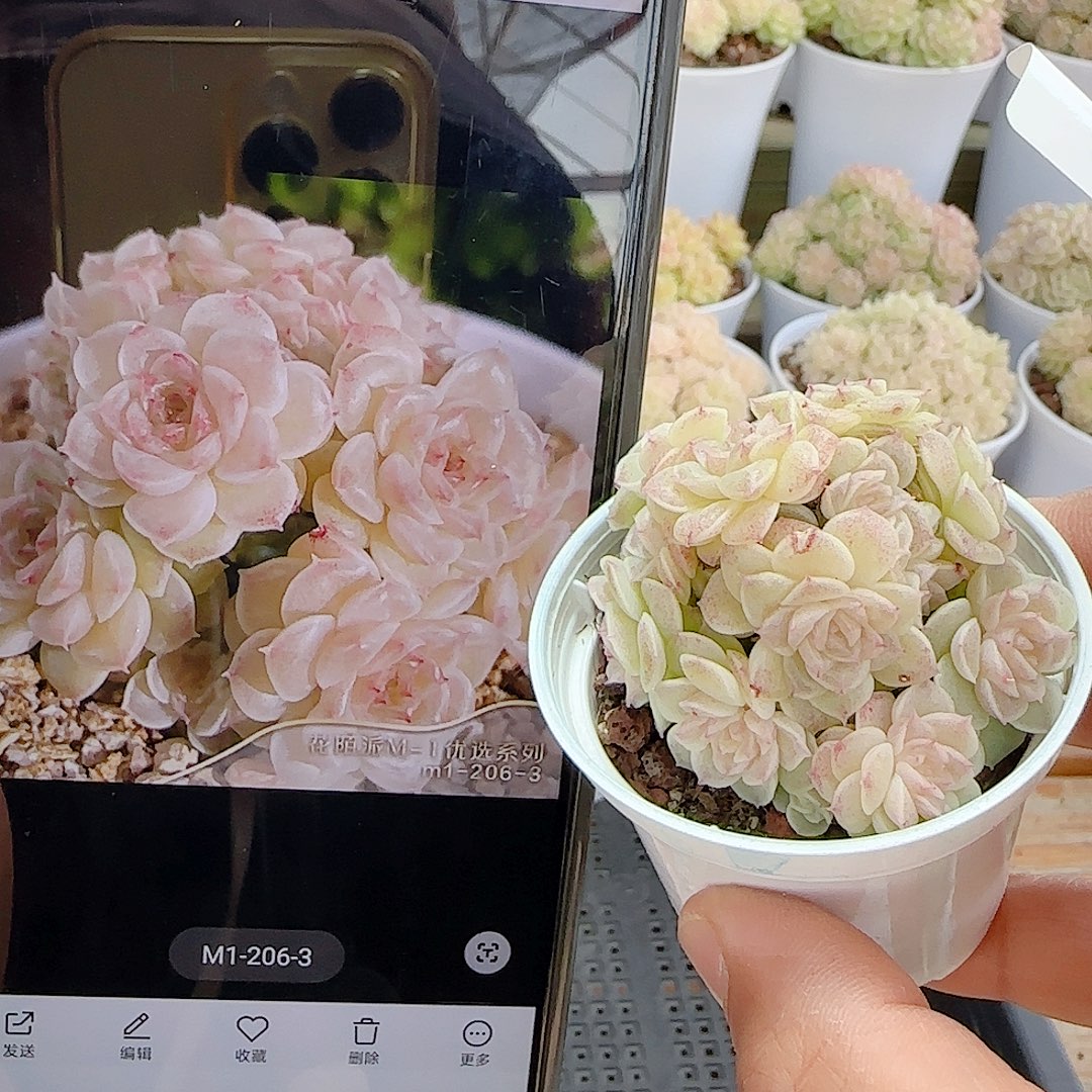 ****1219-58（m1-206-3）优选