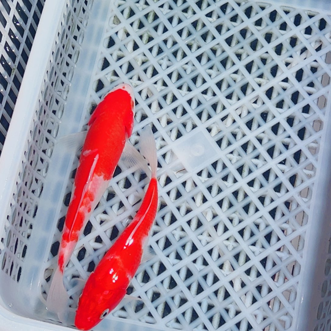 锦鲤锦鲤观赏鱼1111