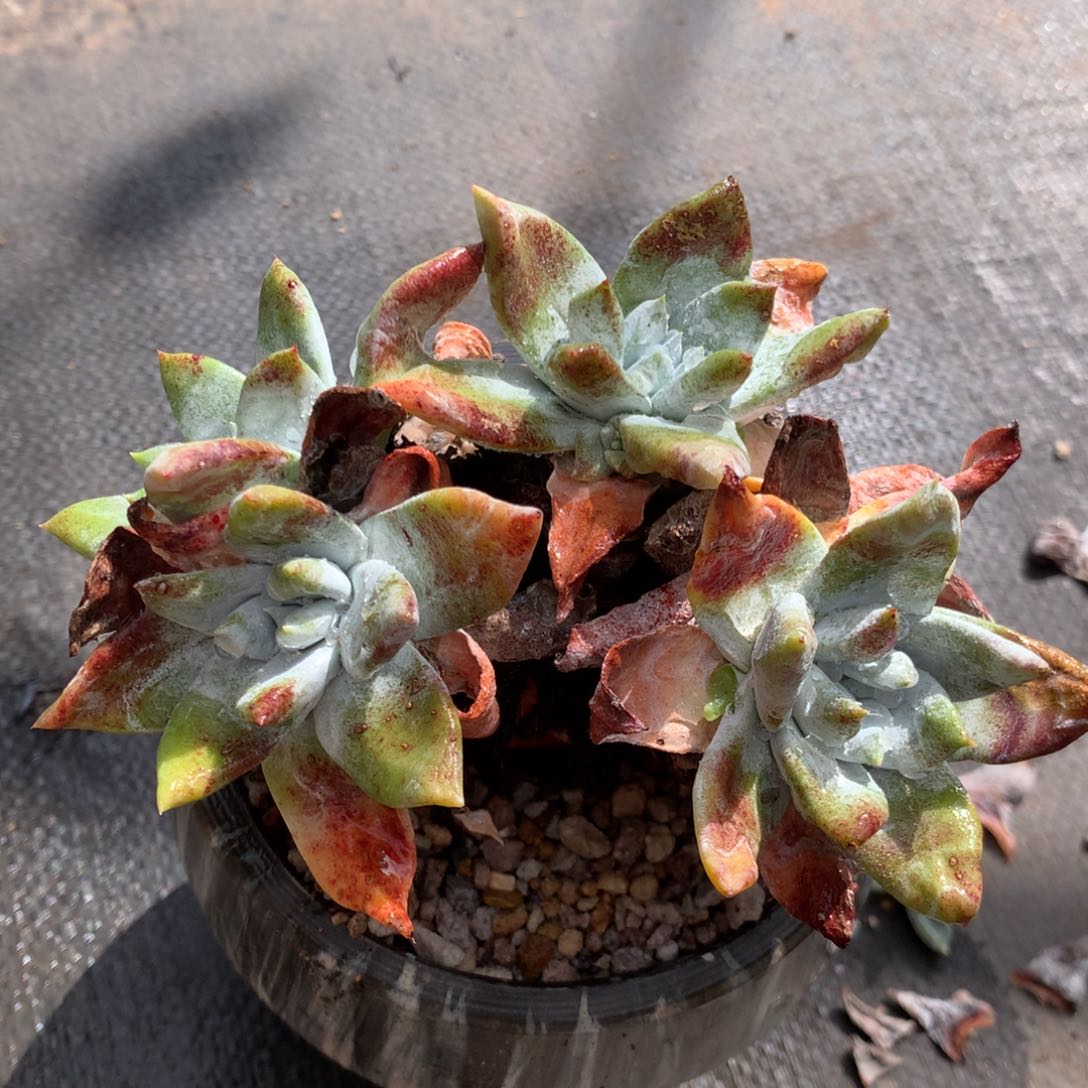 奥**1个体，多肉植物