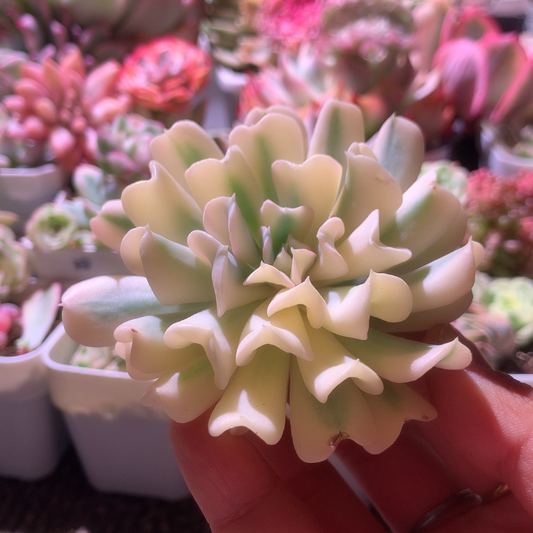 特玉莲覆轮锦砍头