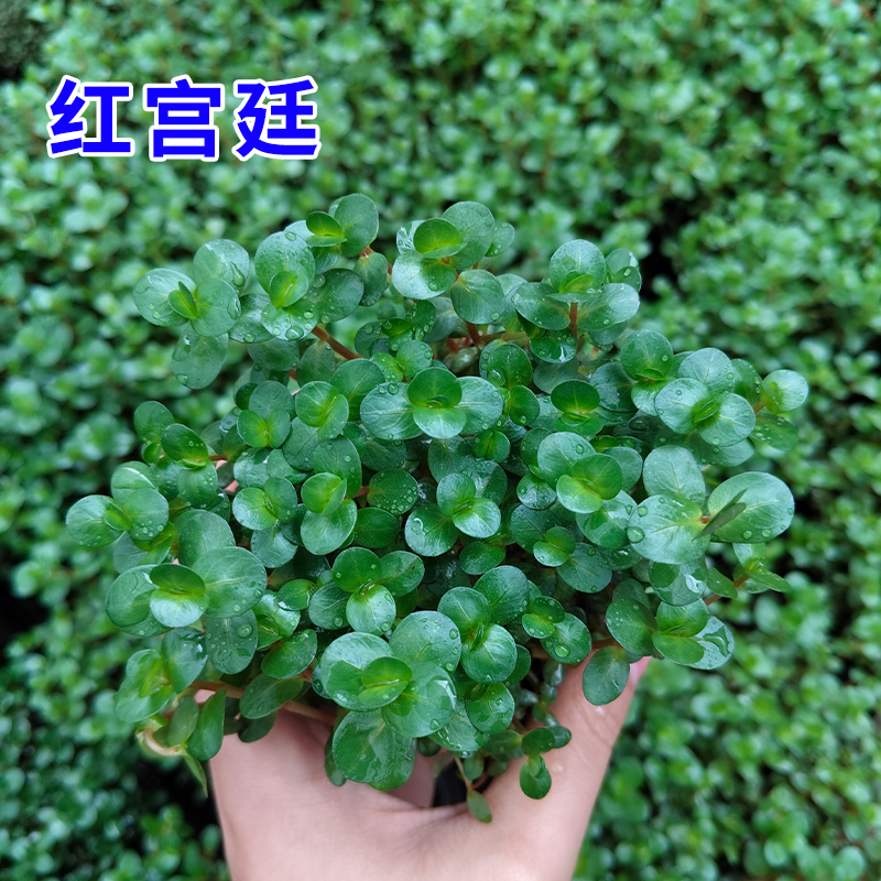 【红宫廷】【绿宫廷】新手懒人坨草水草鱼缸造景水草后景草生态水草