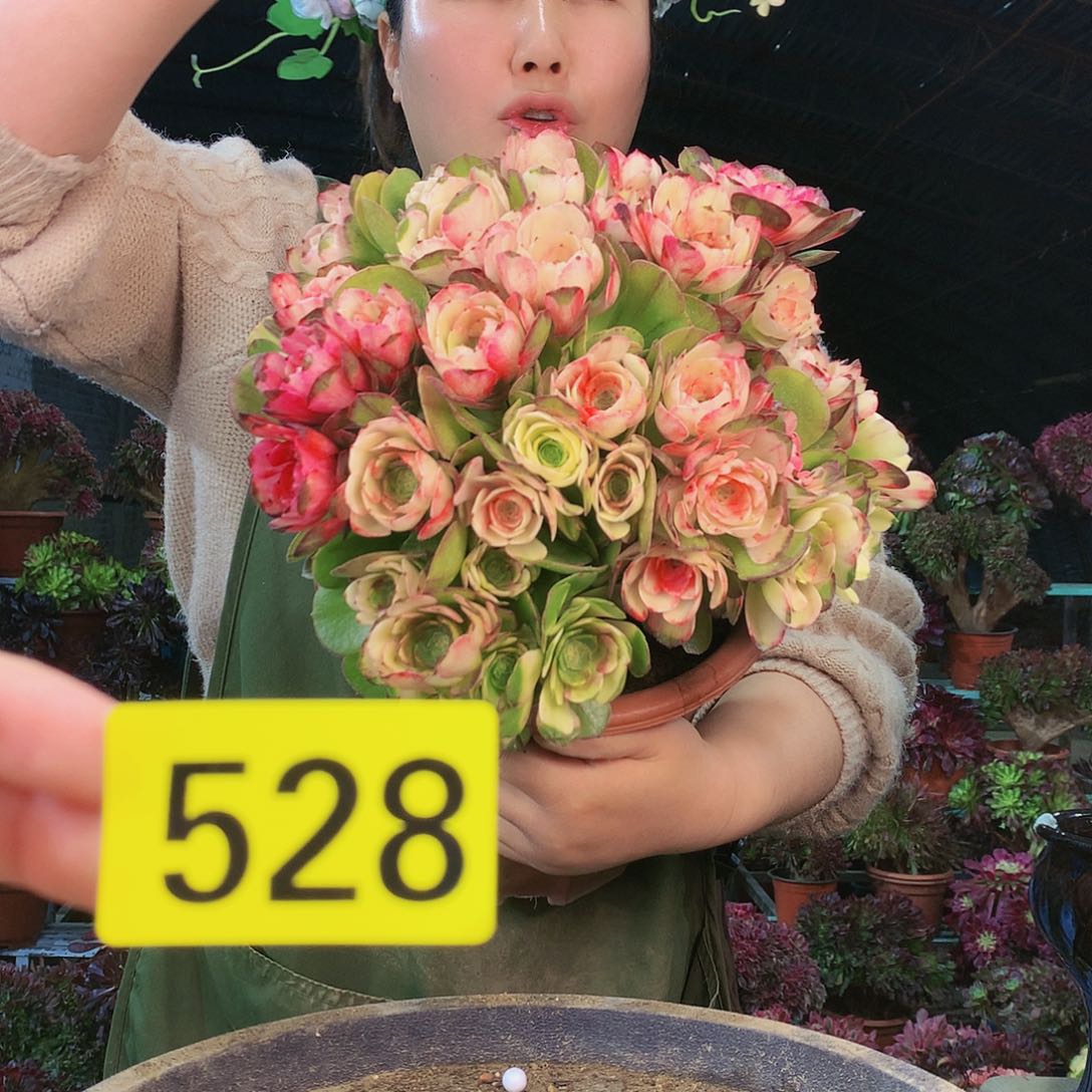 柒哥法师多肉不包侧断枝528