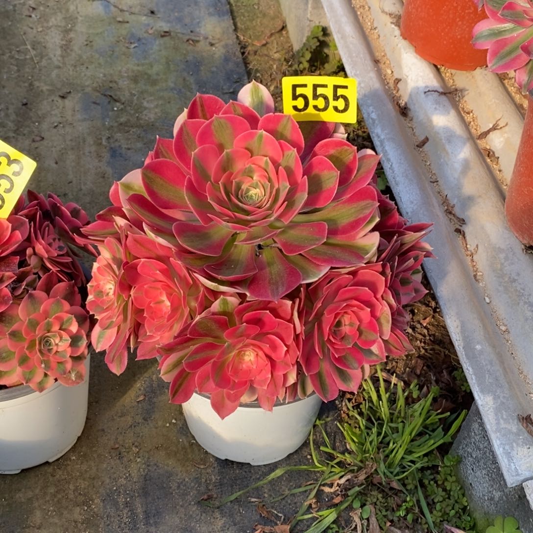 粉女巫多肉法师555