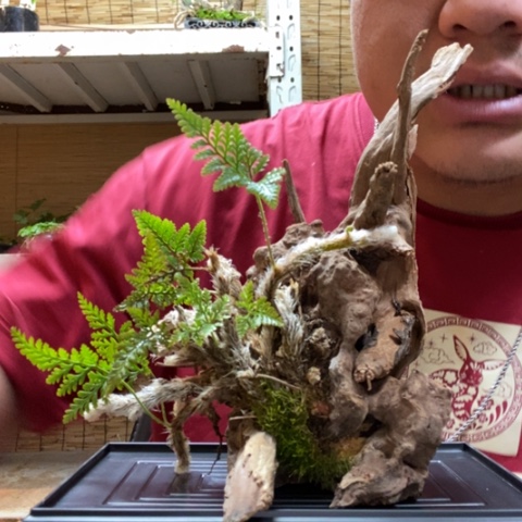 红陶一物一拍所见即所得180