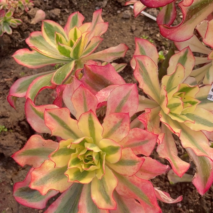 102魅影嫁接有砍多肉12345678