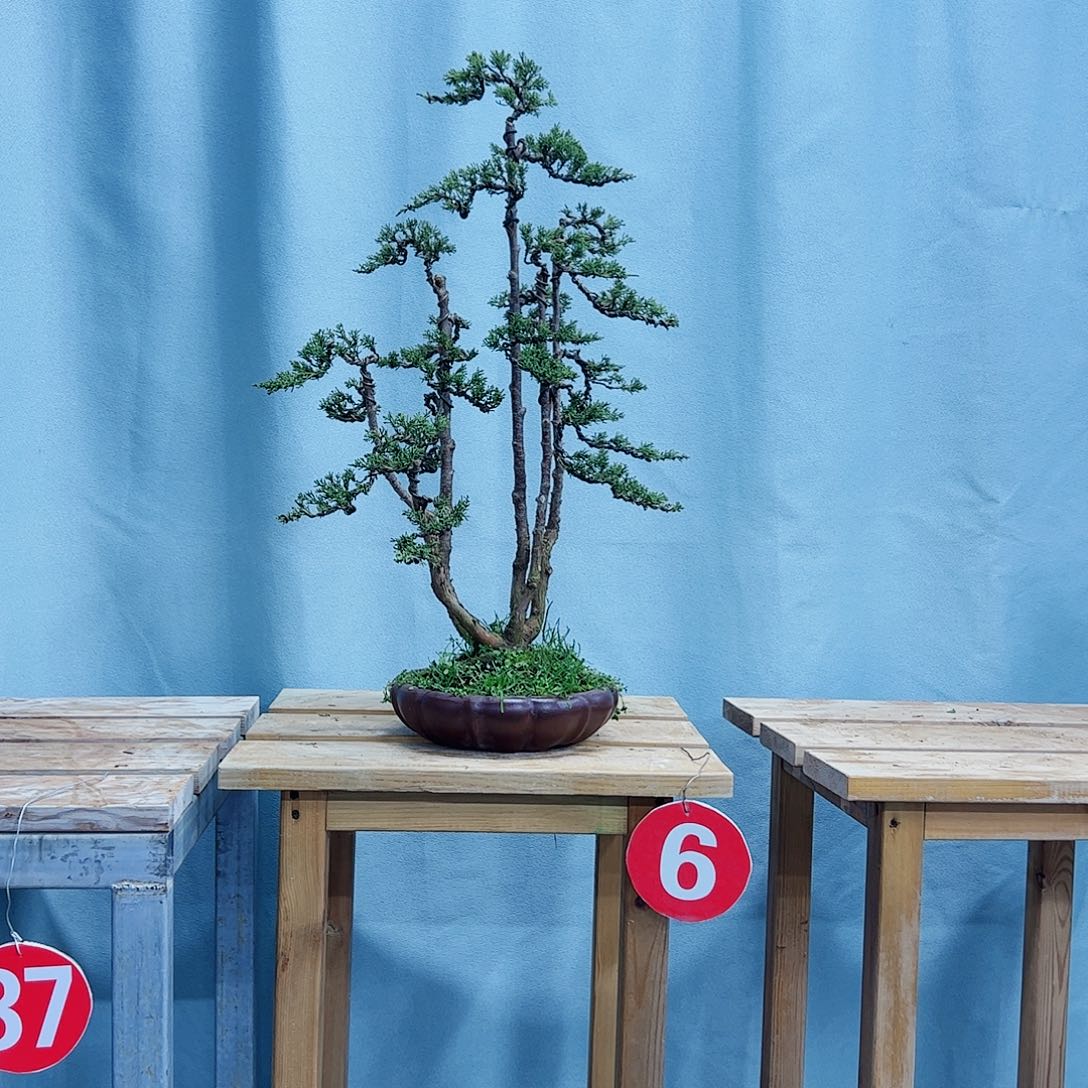 頭***了无花朵老桩老盆口系鱼川柏