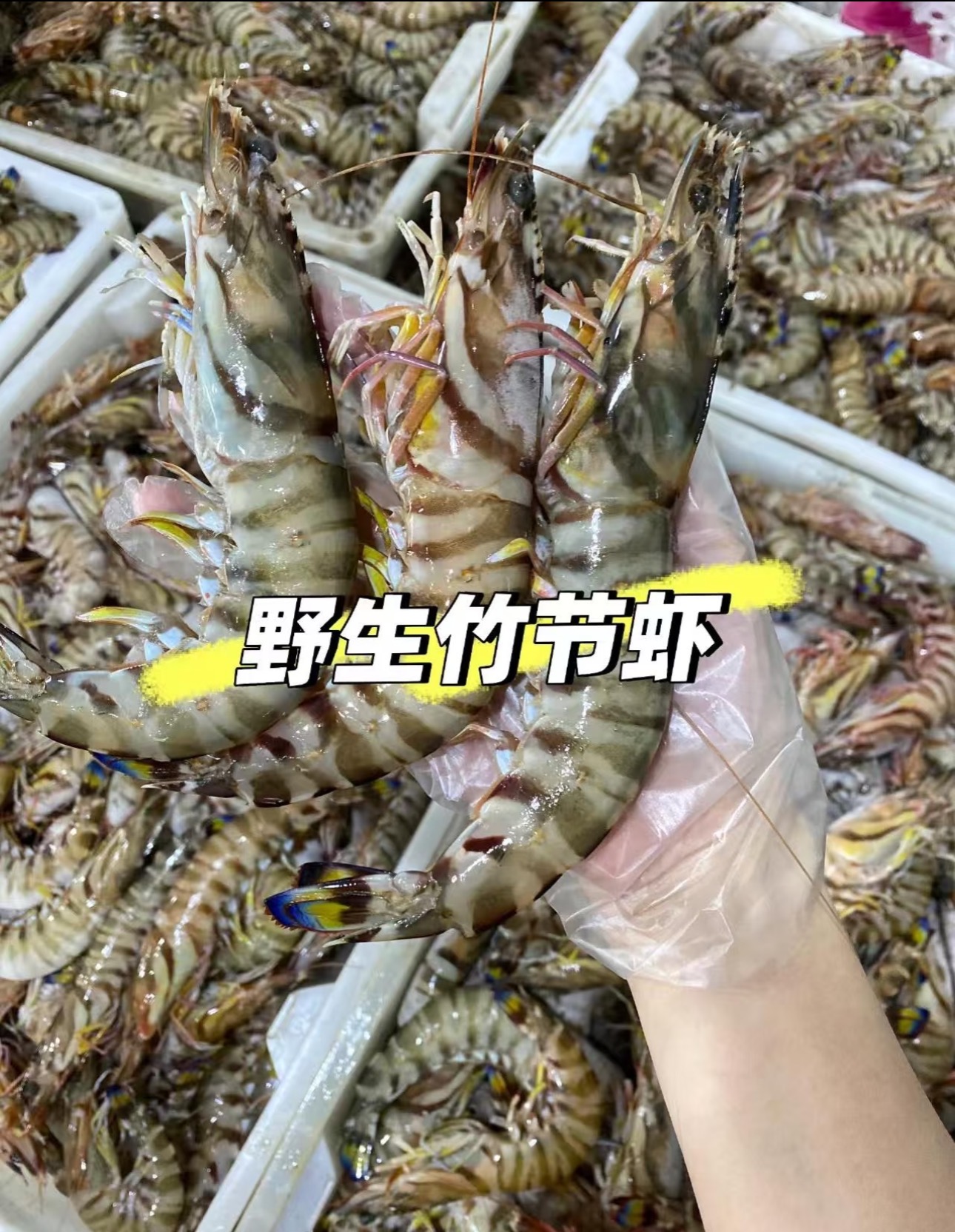 广东汕尾本港野生班节虾