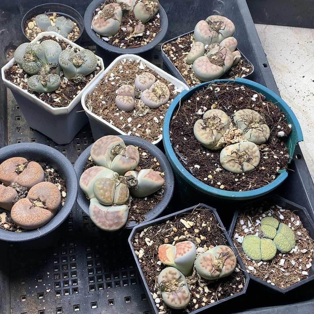 新**选G389多肉植物保护研究所