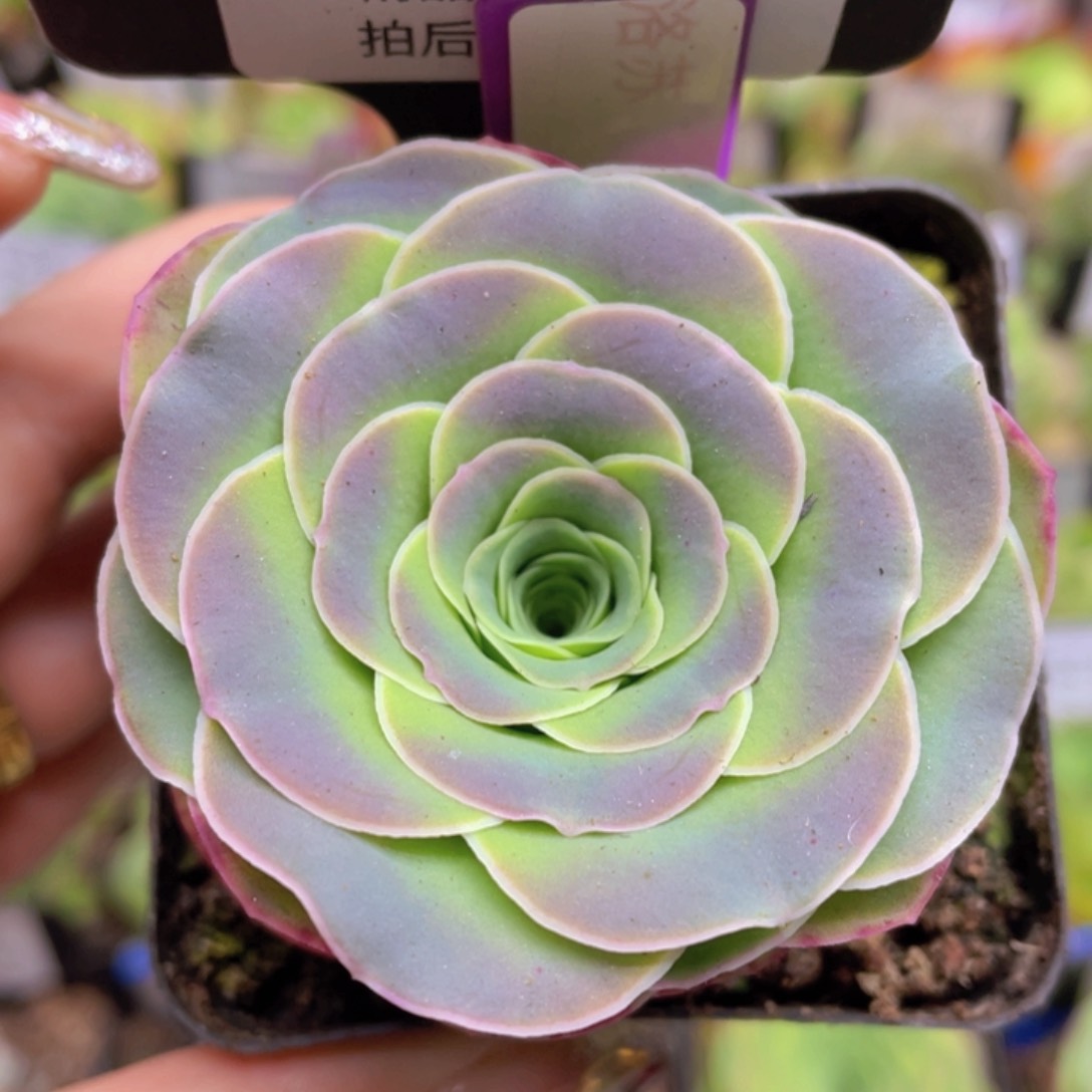 洛苏玫瑰一物一拍643