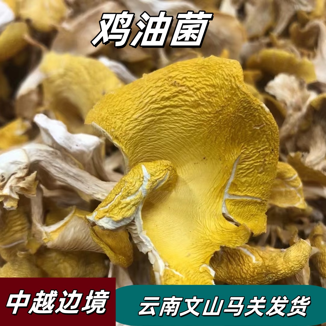 云南鸡油菌250g当季新鲜干货煲汤材料
