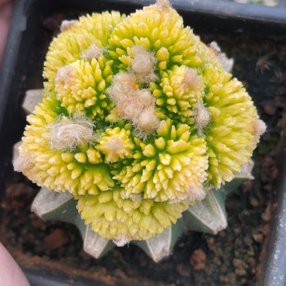 顽***夫全部花朵炸犹牡丹锦 仙人球