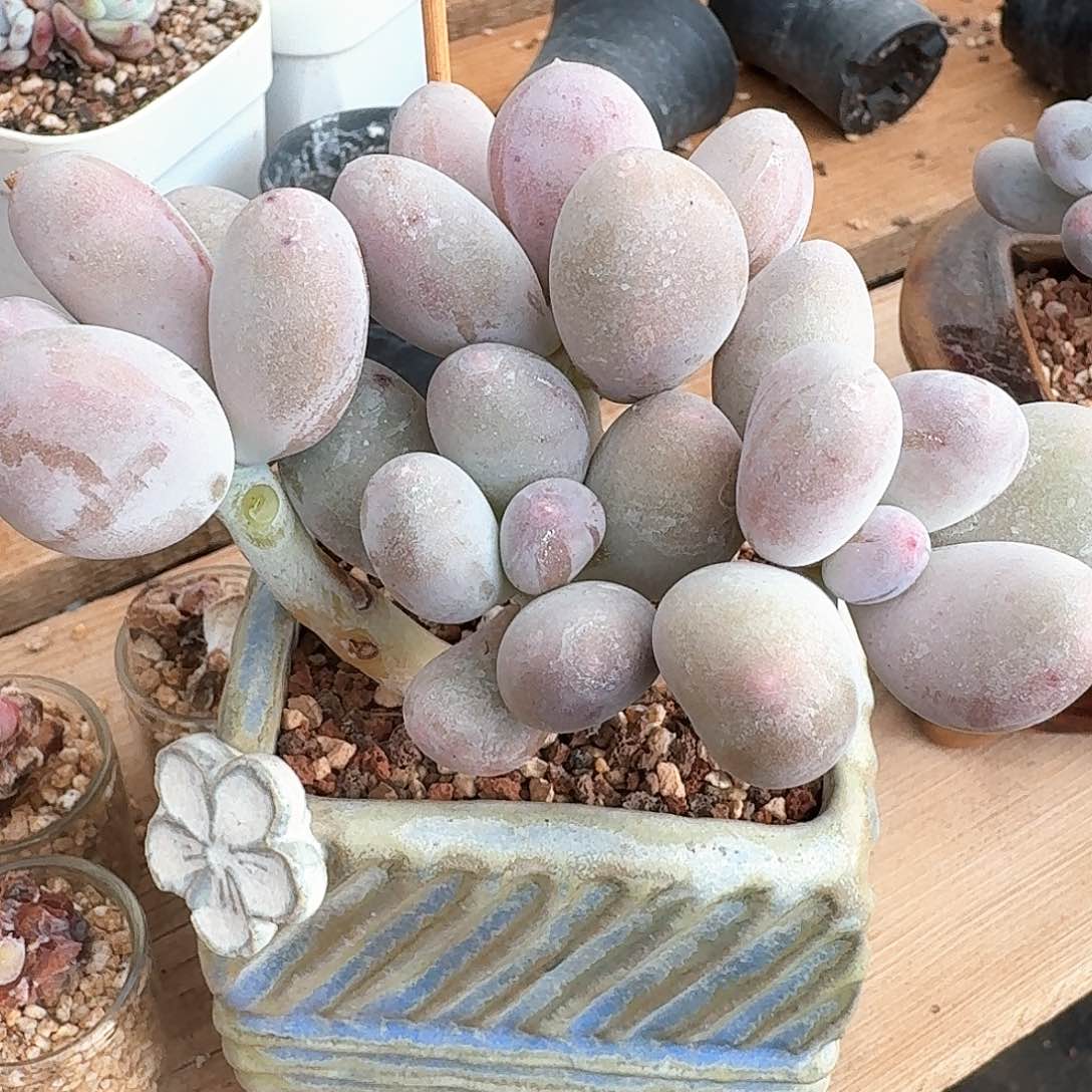 米可奶小老桩群生4头多肉