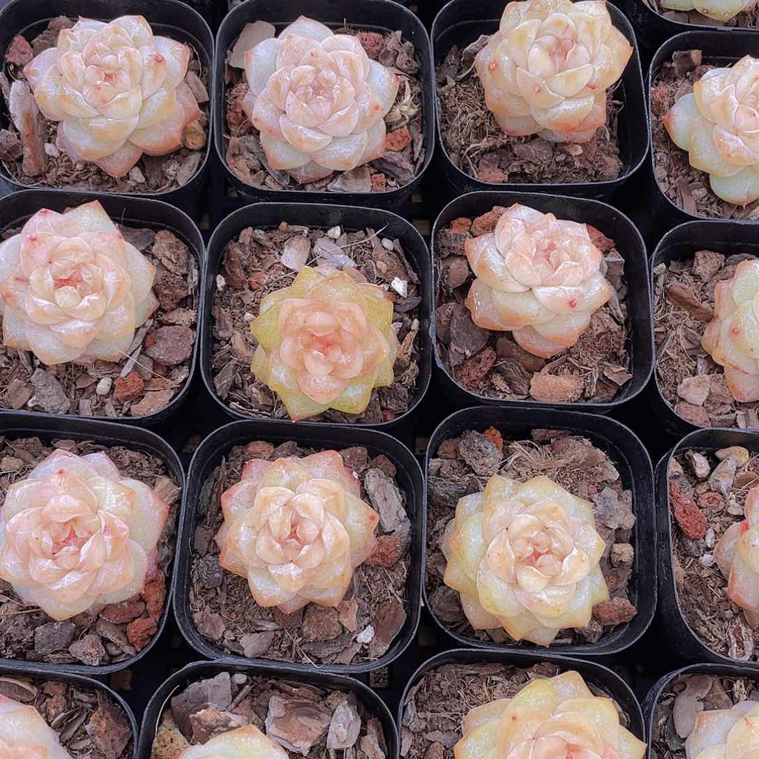 量拍7号 优选水晶粉钻单头一个