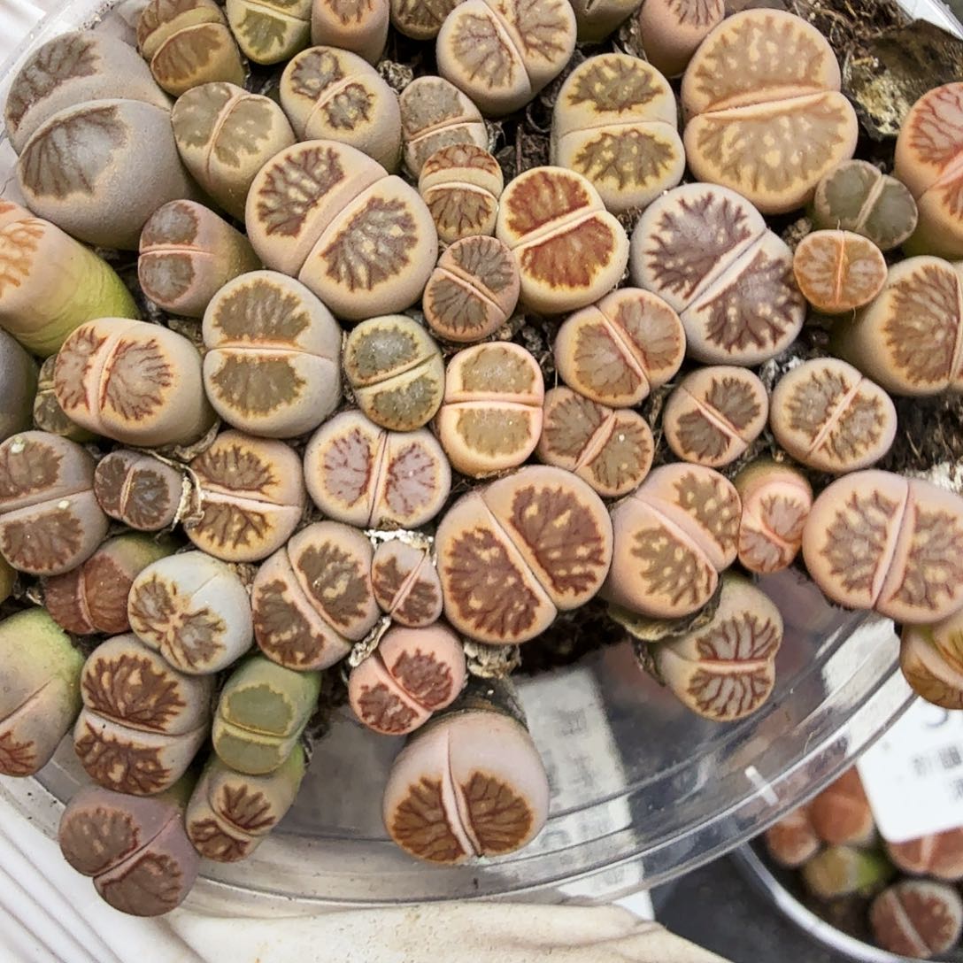 是的哦亲爱呢亲爱的330我