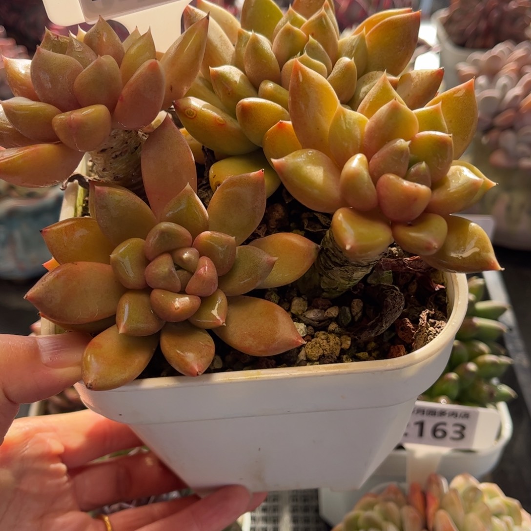 2167 满30包邮 天冷必拍保温箱