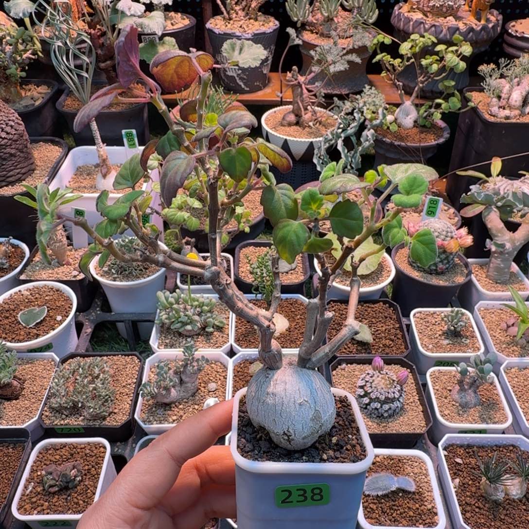 实生爱氏延命草238 仙人球