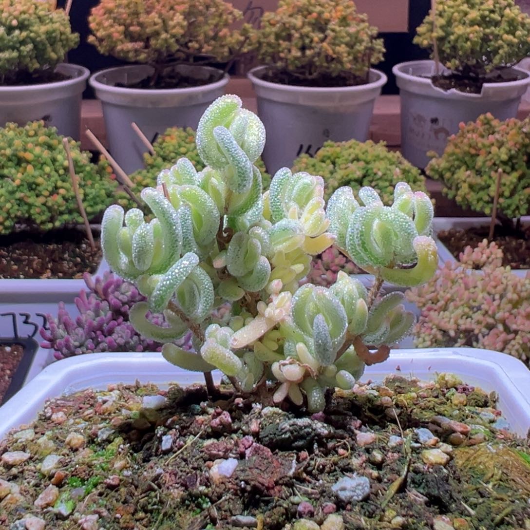 738钻石黄一物一拍包开箱