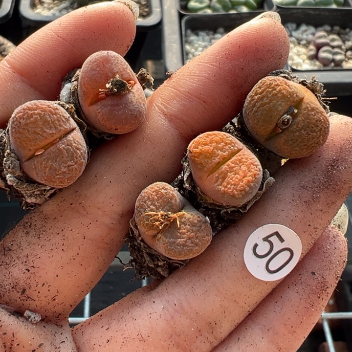 50号111111111111111111