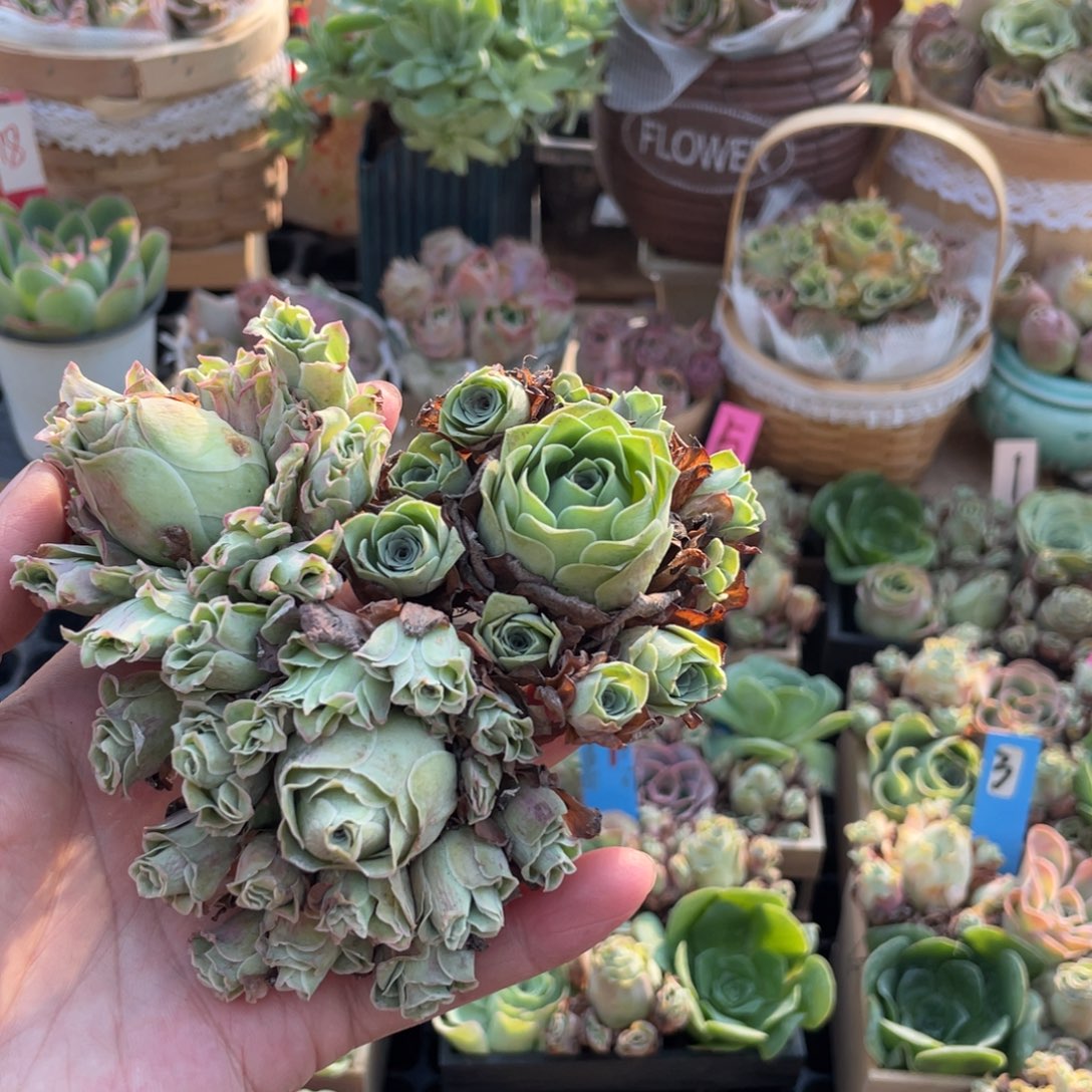 可***馨山地玫瑰多肉植物花卉109