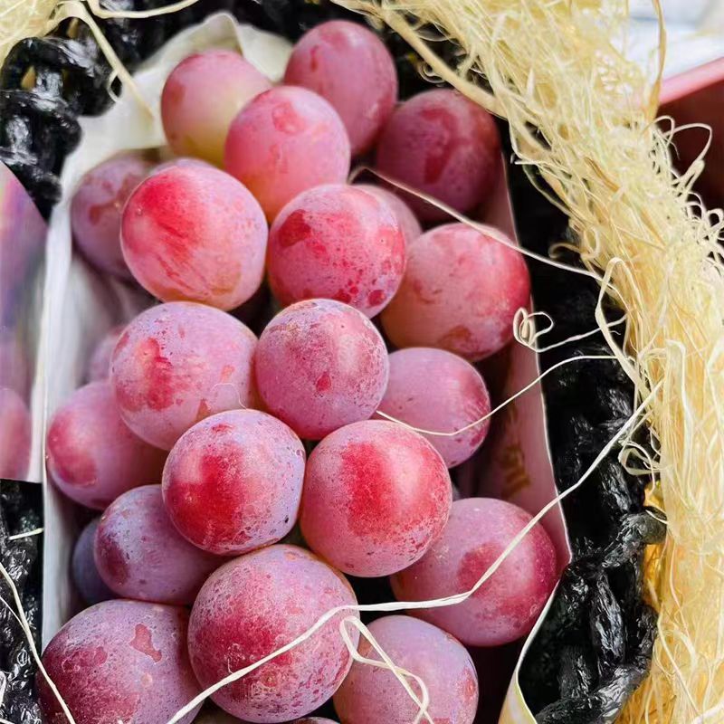 【妮娜皇后】云南妮娜新鲜罗马红宝石晴王特级无籽葡萄包邮葡萄同城送云南省