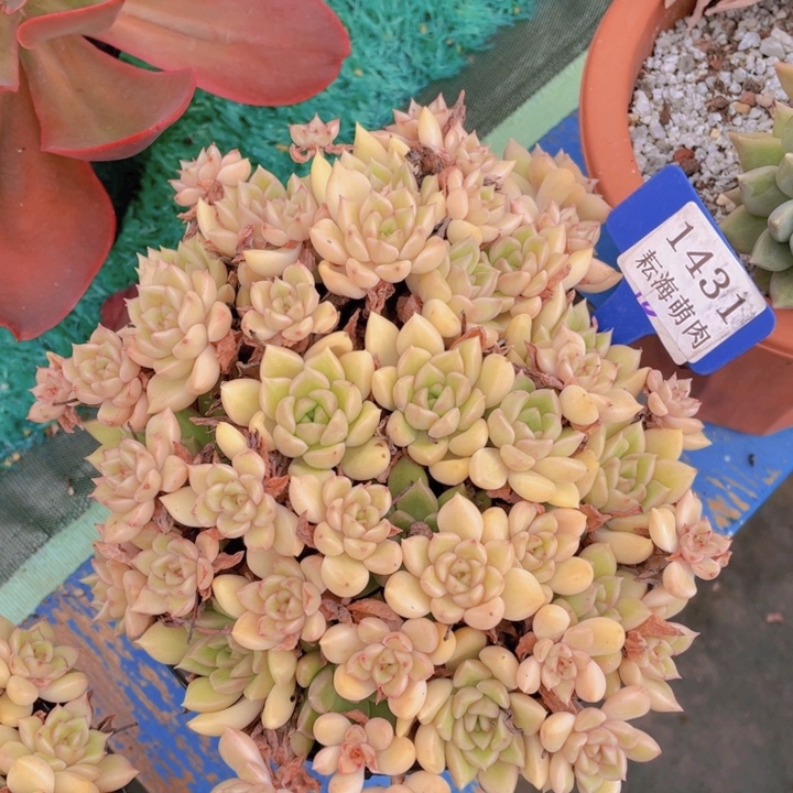 璀璨1431多肉植物