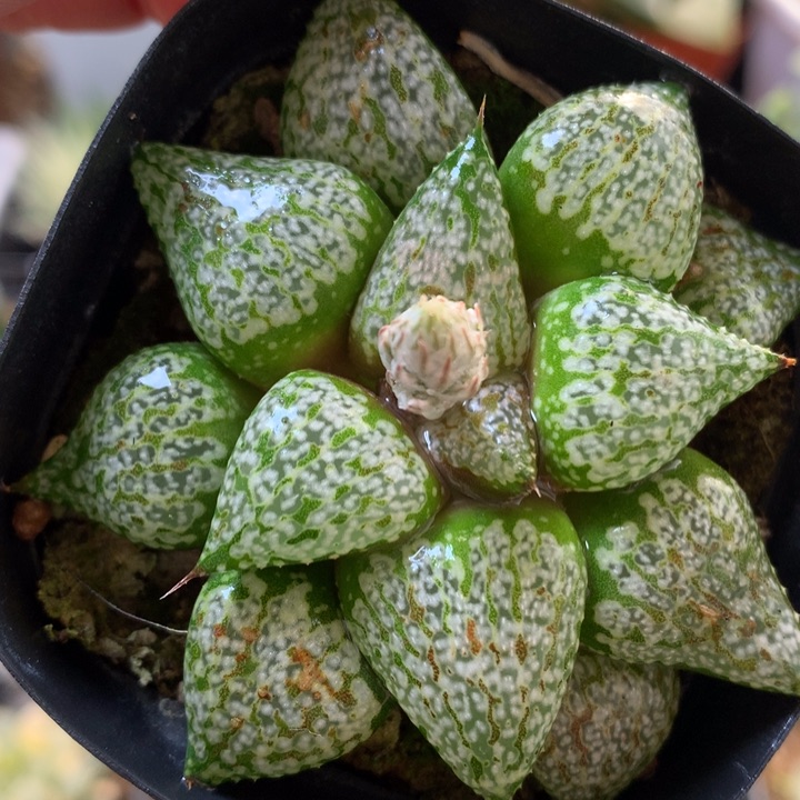 白银寿带盆土发货