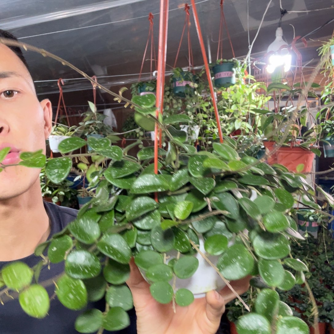 心***妮无花朵杂葡球兰品种