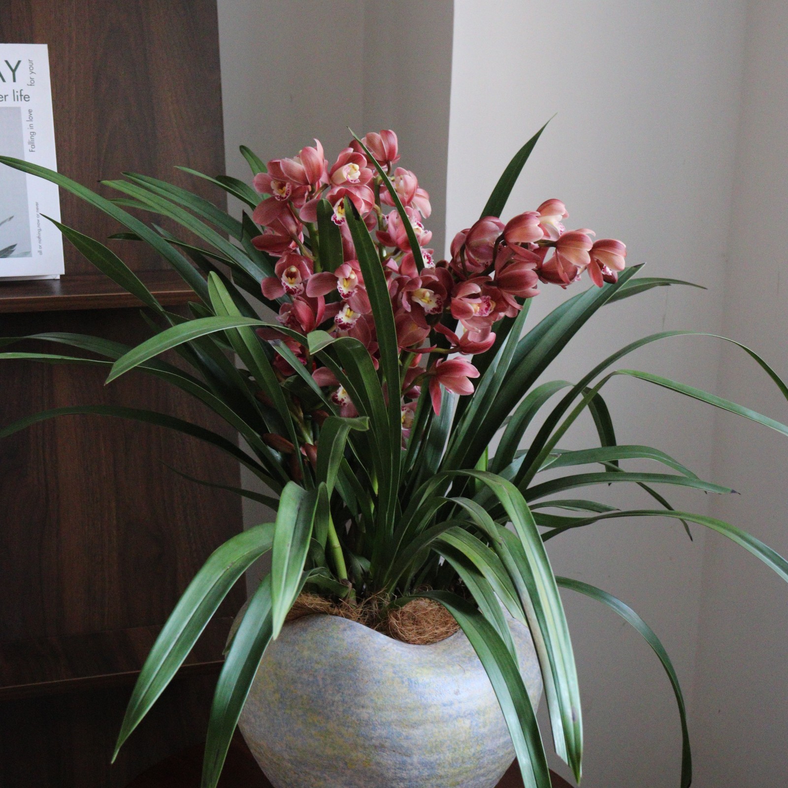 上新粉佳人大花蕙兰年宵花带多花剑浓香好养室内外花卉绿植盆栽花期长