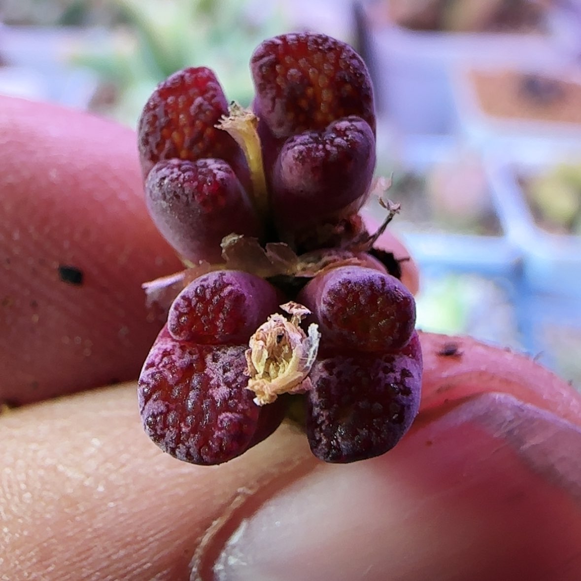 【闪购商品】马克特价一颗100号