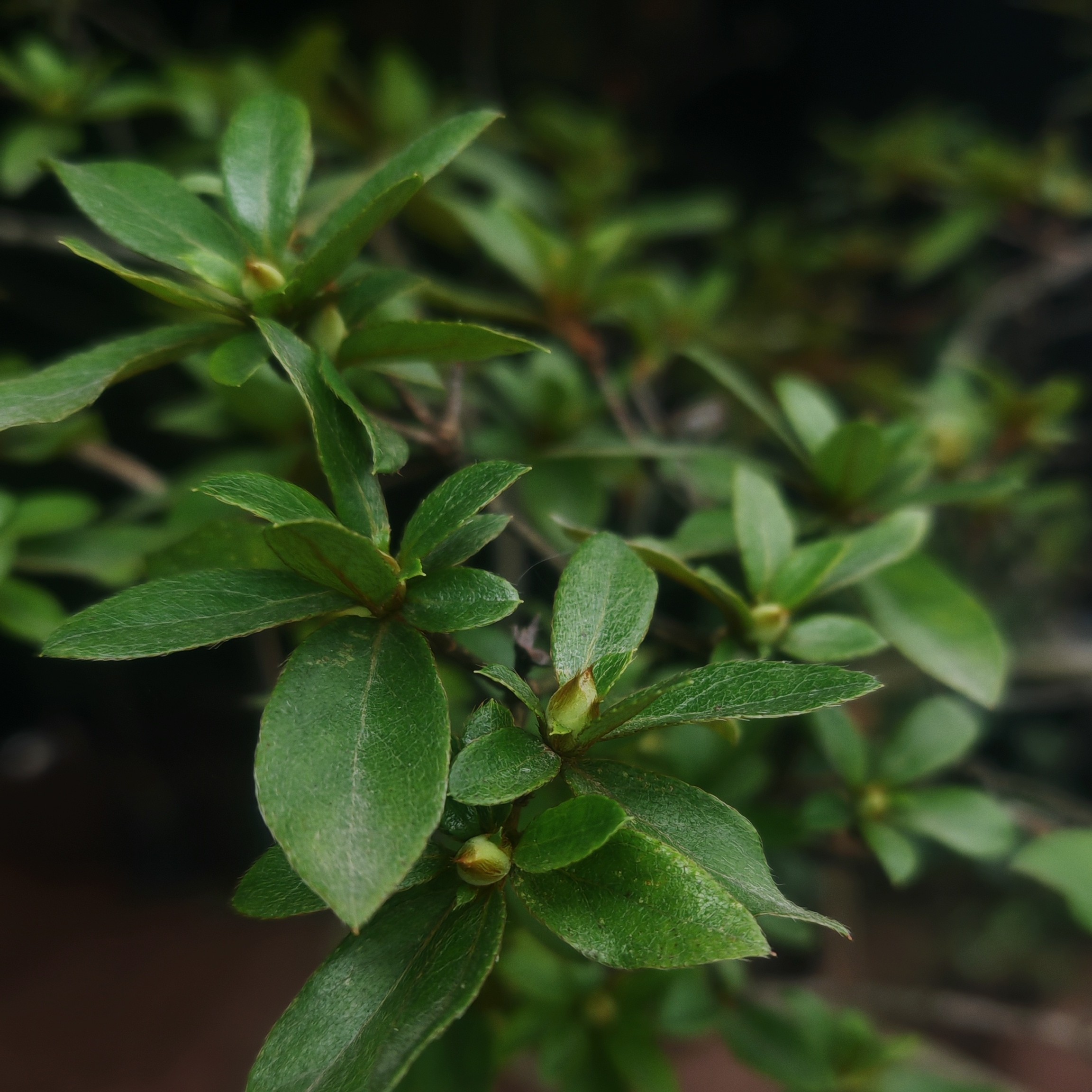 杜鹃花科系直播间一物一拍