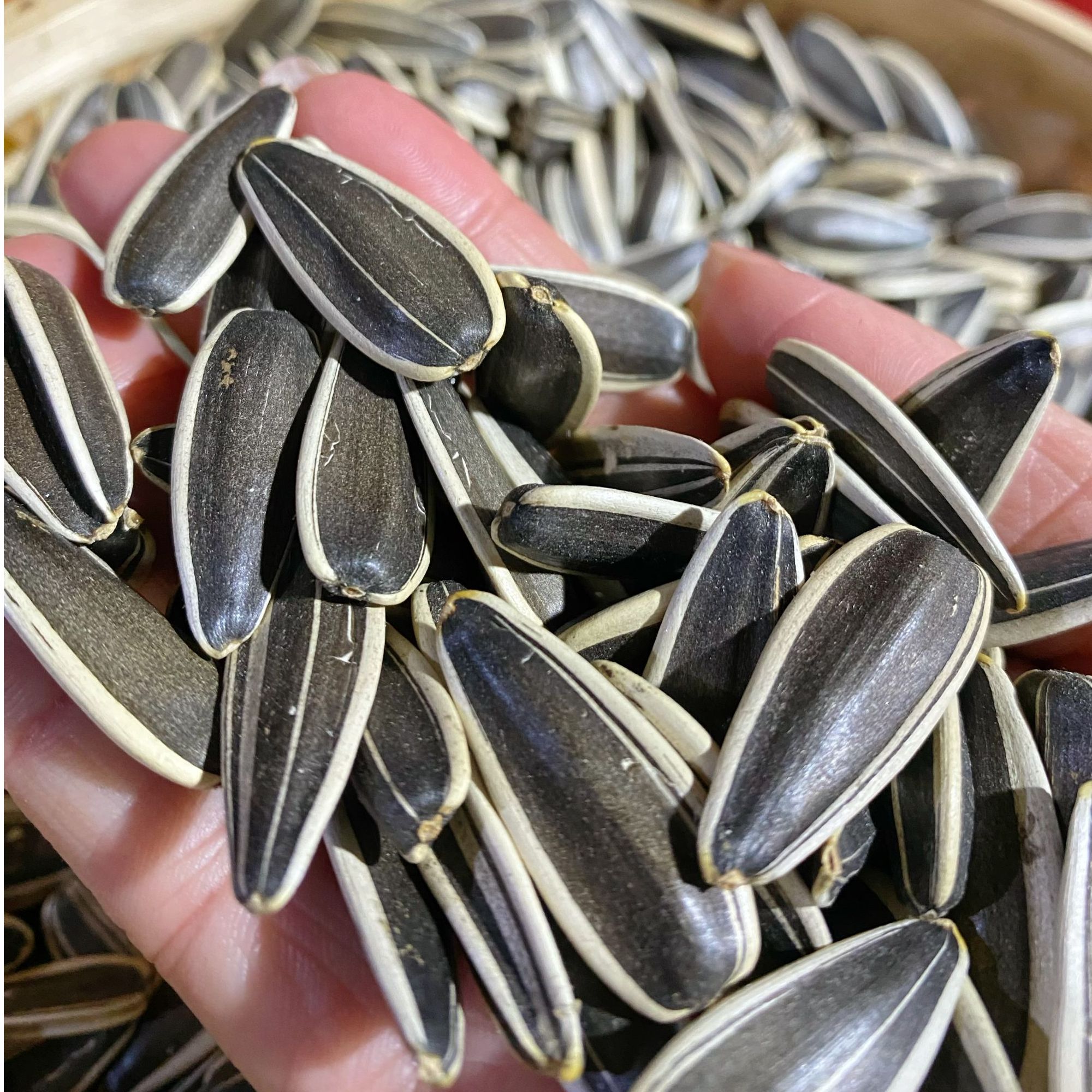 生瓜子内蒙古新货新瓜子特大颗粒生瓜子产地直发