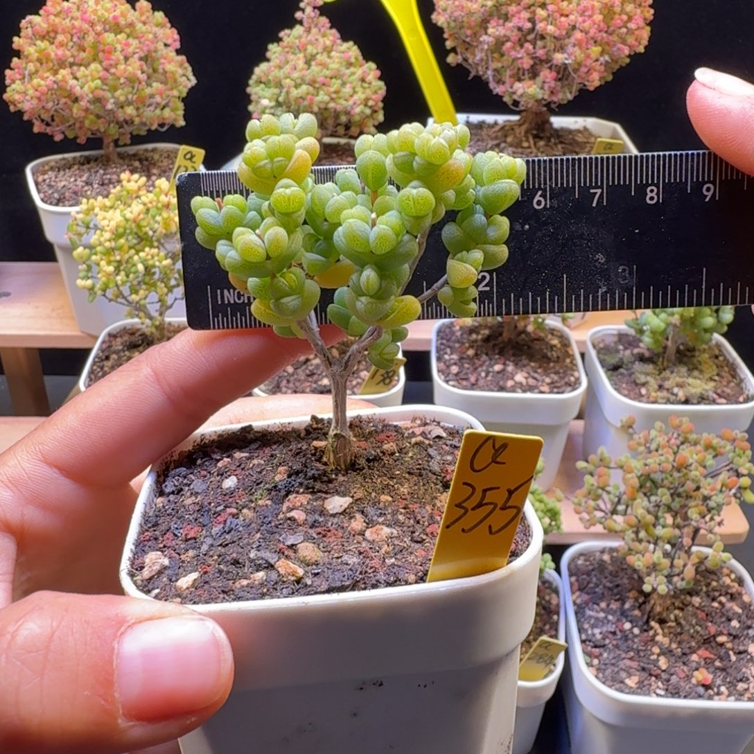 a355号元宝冠服5厘米左右