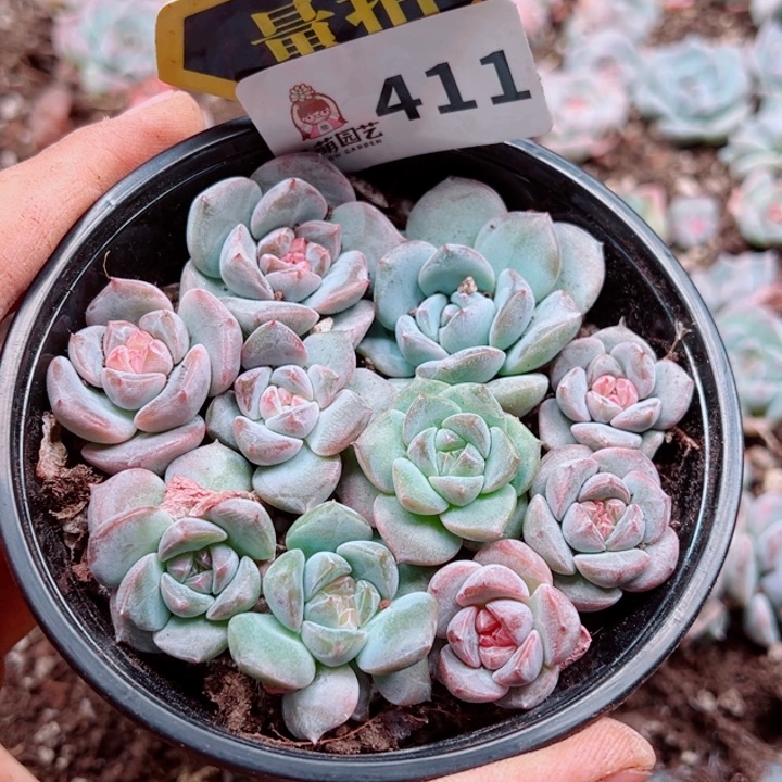 多肉植物多肉植物