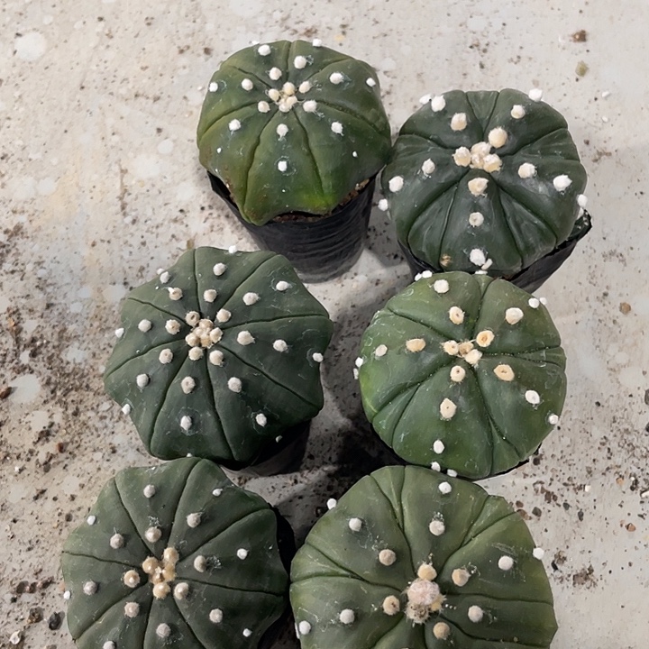 实生兜福利福利福利