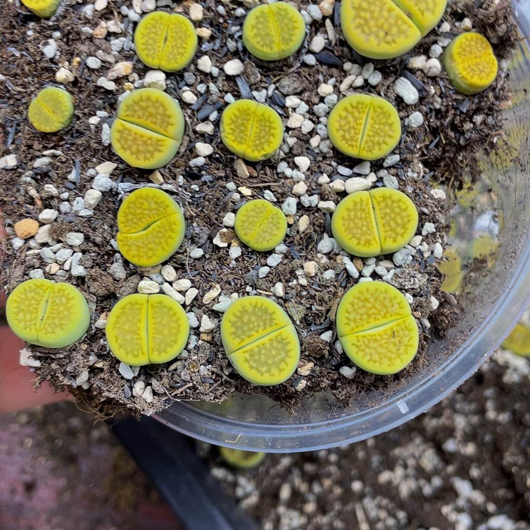 16400000花花花花花花鼓励