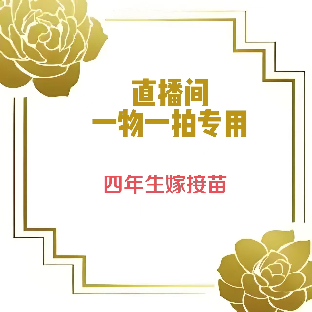 紫斑牡丹 四年生嫁接苗 一物一拍 直播间专用