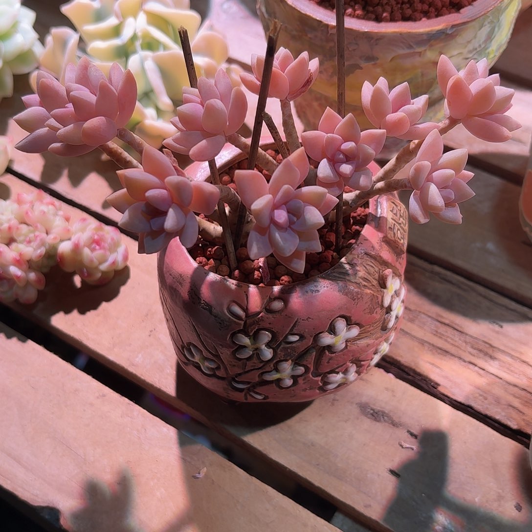 三***牛淡雪朵朵缀化多肉多肉